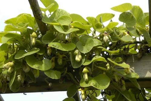 Pflanzen für Dich Kletterpflanze Aristolochia macrophylla - Kletterpflanze für Gartenliebhaber, die mit großen Blättern und pfeifenförmigen Blüten Schmetterlinge anzieht und als Sichtschutz dient.