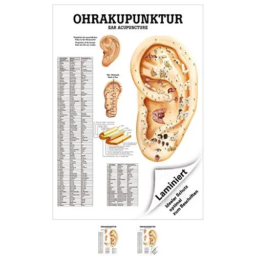 Sport-Tec Ohrakupunktur Mini-Poster Anatomie 34x24 cm medizinische Lehrmittel