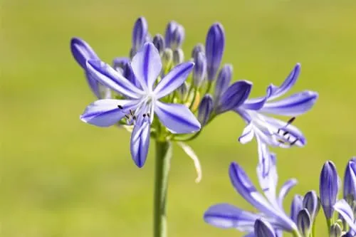Agapanthus 'Jacaranda' - Schmucklilie mit blauen Blüten - Blumensamen & -pflanzen mit prächtigen, dunkelvioletten Blüten, die Bienen und Schmetterlinge anziehen. Pflegeleicht und winterhart bis -10 °C, ideal für Gartenanfänger und sonnige Standorte.