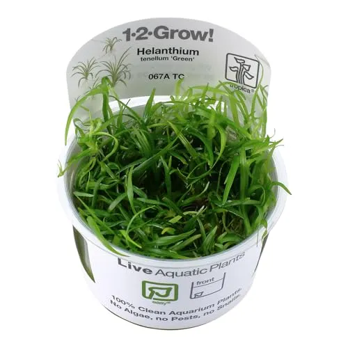 Echinodorus tenellus 1-2-GROW! (In Vitro)