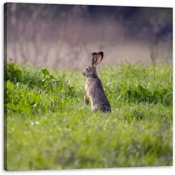 Leinwanddruck Tiere Hase 90x90 cm - Hochwertiger Leinwanddruck eines Hasen, ideal für die Wandgestaltung. Bringt Naturflair in Ihr Zuhause und setzt einen besonderen Akzent in jedem Raum.