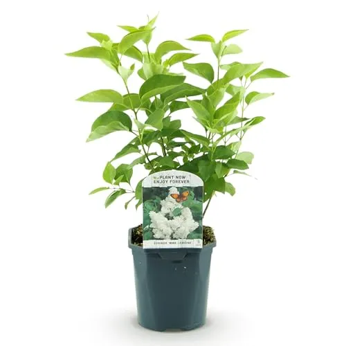 Green boutiQ - Gartenpflanze - Syringa vulgaris Mme Lemoine - Gewöhnlicher Flieder - Winterhart - Weiß - 1 Pflanze - Topf 17cm - Höhe 45cm