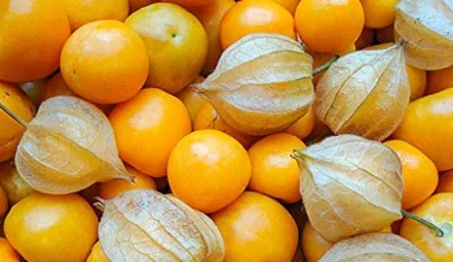 Bingenheimer Physalis Schönbrunner Gold, Bio, 1 Portionstüte 0,05 g - reicht für ca. 30 Pflanzen