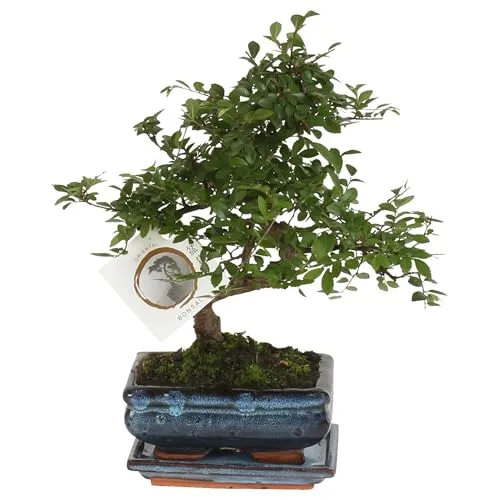 Plant in a Box - Zelkova serrata Bonsai - S-förmiger Japanese Elm - Bonsai mit eleganten, zart geäderten Blättern, ideal für Anfänger – perfekter dekorativer Akzent für jedes Zuhause.