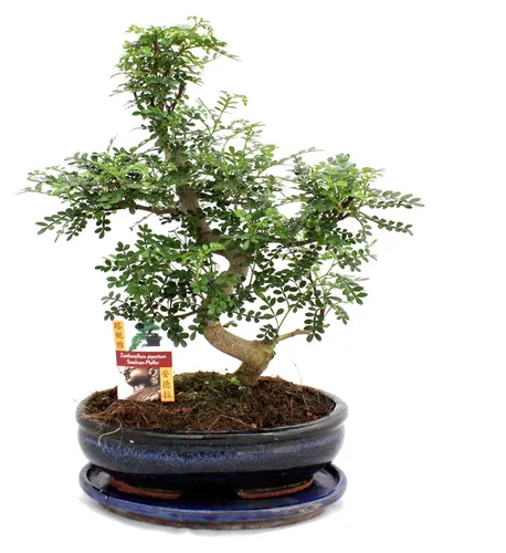 Bonsai Szechuan-Pfeffer - Zanthoxylum piperitum, 12-15 Jahre, Dunkelgrün - Zimmerpflanze mit einzigartigem Charakter: Der Bonsai Szechuan-Pfeffer begeistert mit duftenden Blättern und pikanten Beeren. Ein lebendiges Kunstwerk für Ihr Zuhause, perfekt gepflegt in edlem Keramikgefäß.