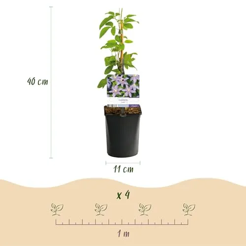 GreenboutiQ - Kletterpflanze - Clematis Justa - Blüte Hellblau - Wenig Pflege - 2 Pflanzen - Topf 11cm Höhe 40cm