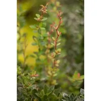 Berberis buxifolia 'Nana' – Pflegeleichte Zwerg-Berberitze für Garten & Sichtschutz - Immergrüner, winterharter Strauch mit dichten, glänzenden Blättern. Ideal für Hecken, Beete und Kübel. Bienenfreundlich und dekorativ das ganze Jahr über.