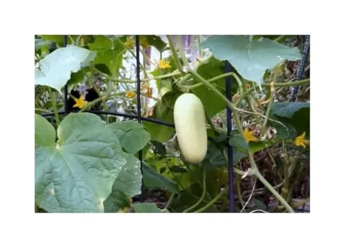 Stk - 15x Cucumis Riesen Weisse Gurken Gemüse Pflanzen - Samen A42 - Seeds & Plants Shop by Ipsa