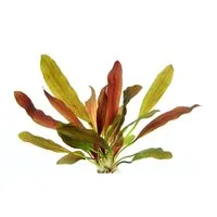 Dennerle Plants Aquariumpflanze Echinodorus Red Chamäleon