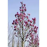 Magnolia Burgundy Star - Edles Ziergehölz mit burgunderroten Blüten - Ziergehölze: Die Magnolie ‘Burgundy Star’ begeistert mit intensiven, burgunderroten Blüten und elegantem, säulenförmigen Wuchs – ideal für kleine Gärten und als Kübelpflanze.