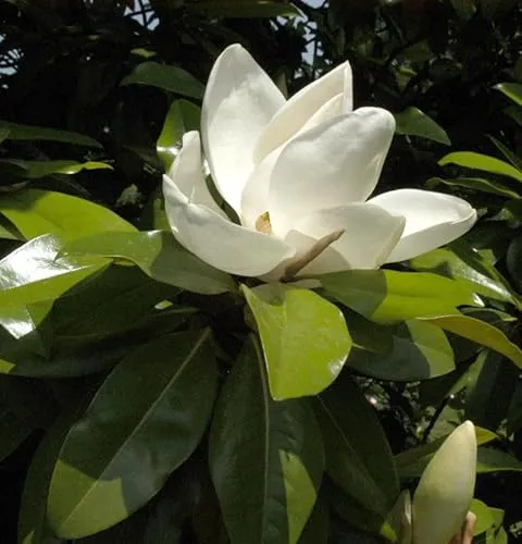 Immergrüne Magnolie Kay Parris 125-150cm - Magnolia grandiflora - Sträucher mit ganzjährig grünem Blattkleid und betörenden weißen Blüten im Sommer. Ideal für dekorative Akzente im Garten und zieht Insekten an.