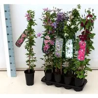 Clematis Hybride Rouge Cardinal Waldrebe Rot 60–100 cm