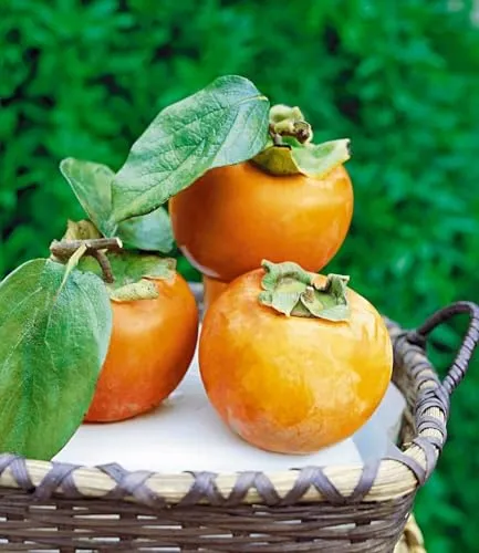 BALDUR Garten Winterharte Kaki, Sharon-Frucht - Obstsamen & -pflanzen, winterharte Kaki mit saftig-süßen Früchten und einem Aroma von Birne & Aprikose, ideal für den eigenen Garten.