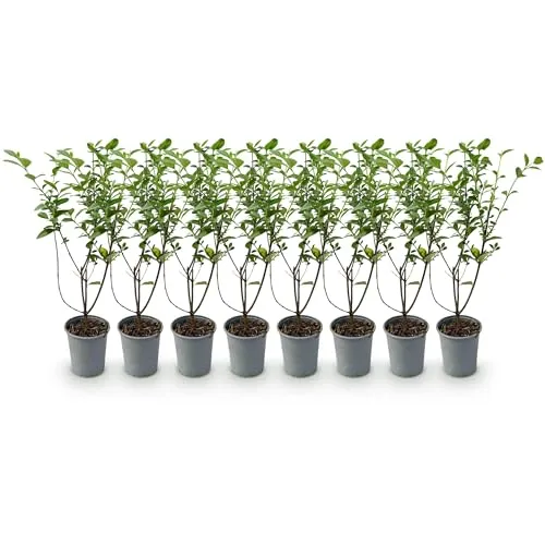 GreenboutiQ - Heckenpflanzen - Ligustrum ovalifolium - Blatt grün - 8 Pflanzen - 1 laufender Meter - immergrün - Topf 9cm Höhe 35-40cm