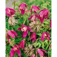 Clematis Alpina Ruby Alpen-Waldrebe Rubinrot 60–100 cm