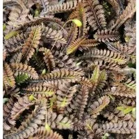 Dunkles Fiederpolster Platt's Black - Leptinella spualida