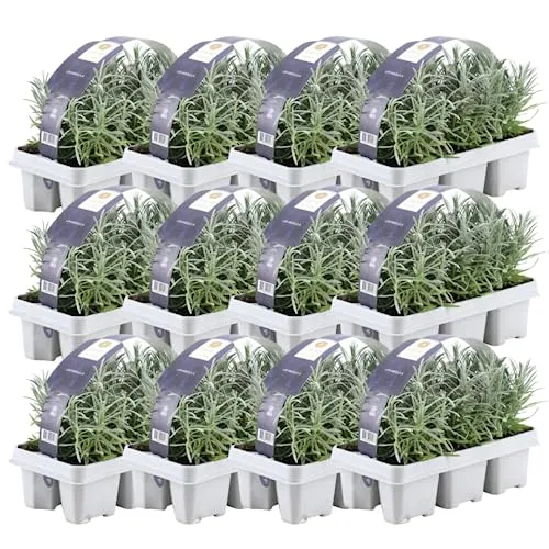 6er Set Lavendel angustifolia - Winterhart und duftend - Pflanzensamen: 72 winterharte Lavendelpflanzen, bekannt für ihren herrlichen Duft und die schönen lila Blüten, ideal für sonnige Gärten.