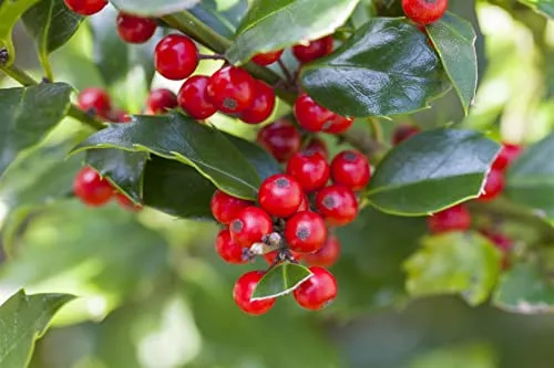 Ilex aquifolium 'Alaska' – Pflegeleichte Stechpalme für dichten Sichtschutz - Winterharte, immergrüne Heckenpflanze mit glänzendem Laub und roten Beeren. Ideal für Garten und Terrasse, robust und schnittverträglich. Bienenfreundlich und ganzjährig dekorativ.