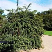 Lanzen Berberitze 40-50cm - Berberis hybrido - Sträucher, robuste und winterharte Gartenpflanze, ideal für Stadtklima, mit gelben Blüten und schnittverträglichem Wuchs.