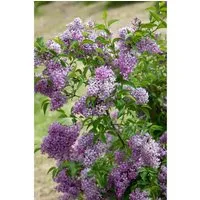 Chinesischer Flieder Syringa chin. Saugeana, 1 St. - Duftende Blüten für romantische Gärten - Ziergehölze mit üppigen, duftenden Blütenrispen in purpurrosa und malvenfarben. Ideal als Solitär oder in Gruppenpflanzungen, pflegeleicht und langlebig.