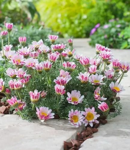 BALDUR Garten Winterharter Bodendecker Afrikanisches Ringkörbchen - Blumensamen & -pflanzen, winterhart und trockenresistent, ideal für pflegeleichte Gärten mit blühenden Polsterstauden von Mai bis September.