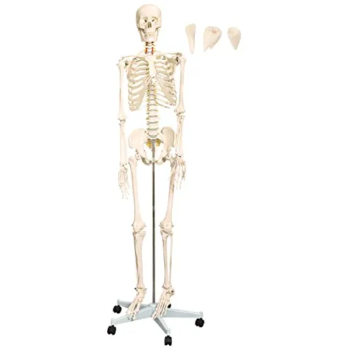 Anatomie Modell Skelett mit Knochen Körper Skeleton Lehrmodelle Menschliches Mensch Medizin Skelett Lebensgroß 175 cm mit Ständer Anatomy Menschen MedMod