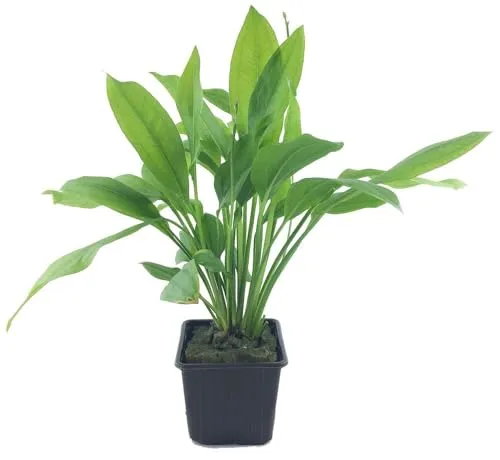 AquaOne Aquarium Pflanzen I Mutterpflanze Echinodorus grisebachii 'Bleherae' XL I einfache Aquarienpflanze Mittelgrund Aufsitzer I Aquascaping Dekoration