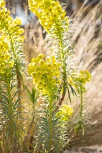 Euphorbia characias 'Humpty Dumpty' 11 cm Topf – Mehrjährig & Pflegeleicht – Wolfsmilch – Zierstaude für Beet & Kübel