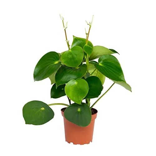 Peperomia Zwergpfeffer "Raindrop" im 12cm Topf