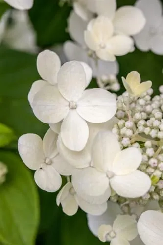 Bauernhortensie Teller White - Hydrangea Macrophylla (30-40 cm) - Elegante Bauernhortensie mit flachen, weißen Blüten, ideal für Garten oder Balkon. Kompakte Wuchsform und reiche Blütenpracht von Juni bis September.