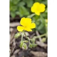 Helianthemum X Cult. Sterntaler Sonnenröschen Ca. 9x9 cm Topf
