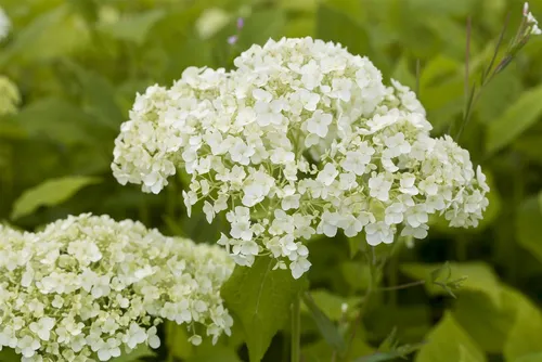 Hydrangea arborescens Lime Rickey – Waldhortensie - Die Waldhortensie 'Lime Rickey' begeistert mit großen, limettengrünen Blütenständen und einem attraktiven, dichten Wuchs. Ideal für Beete, als Kübelpflanze oder Solitär, bringt sie frischen Glanz in jeden Garten.