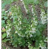 Immergrüner Gamander Alba - Teucrium lucidrys