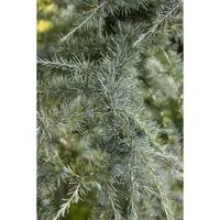 Cedrus Deodara Himalaya-Zeder 60–80 cm – Eleganter Zierbaum - Die Himalaya-Zeder ist ein beeindruckender Zierbaum mit weichen, silbriggrünen Nadeln. Ideal als Solitär oder in großen Kübeln, bringt sie das ganze Jahr über dekoratives Laub in Ihren Garten.