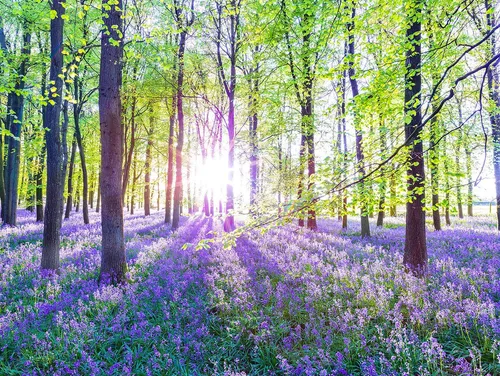Leinwandbild Wald Natur Lavendel 80x60cm - Poster & Kunstdrucke - Hochwertiger Direktdruck auf Leinwand, auf Echtholz-Keilrahmen gespannt, ideal für eine natürliche Wanddeko.
