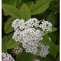 10x Zwergspiere Shirobana 15-20cm - Spiraea japonica