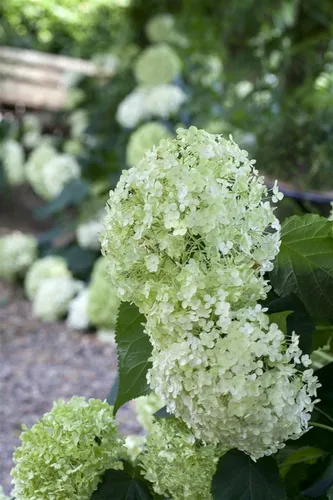 Hydrangea Arborescens Schneeballhortensie 100-125 cm - Blühende Zimmerpflanzen: Pflegeleichte, winterharte Hortensie mit großen, weißen Blütenbällen von Juni bis September, ideal für Rabatten und als Solitärpflanze.