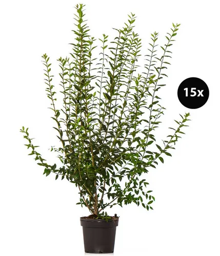 Dehner Gemeiner Liguster, Ligustrum vulgare, für dichte Hecken - Liefergröße: ca. 100-150 cm, 15 Pflanzen im 7.5 l Topf. Ideal für eine schöne Hecke, die Bienen anzieht. Hohe Schnittverträglichkeit und Anpassungsfähigkeit an verschiedene Böden.