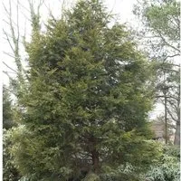 Gelbe Leyland Zypresse Castlewellan Gold 80-100cm - Cupressocyparis,eylandii