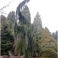 Überhängender Mammutbaum 80-100cm - Sequoiadendron giganteum - Sträucher mit einzigartigem, überhängendem Wuchs. Ideal für kreative Gärten und sonnige Standorte. Seltenheit im Angebot!