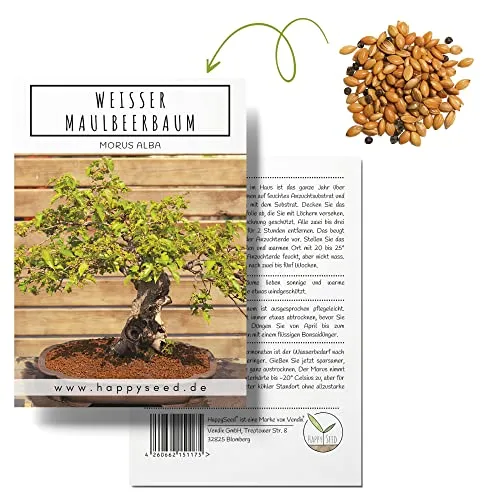 Einzigartige Bonsai Samen mit hoher Keimrate - Pflanzen Samen Set für deinen eigenen Bonsai Baum (1x Weißer Maulbeerbaum)