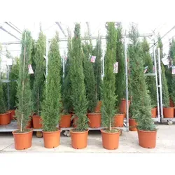 4x Mittelmeerzypresse 200 cm – Elegante Toskana Zypressen für Ihren Garten - Schöne 4er Set Säulenzypressen (Cupressus sempervirens) mit bis zu 200 cm Höhe. Ideal für Garten und Terrasse, winterhart und pflegeleicht. Setzen Sie stilvolle Akzente in Ihrem Außenbereich!
