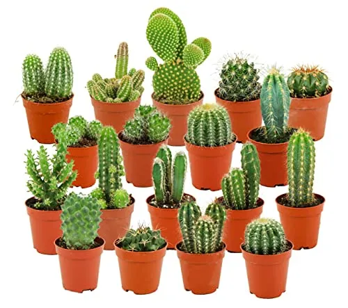 ZynesFlora Mini Kakteen im Set - 18 Stück im 5.5 cm Pflanztopf - Kleiner Kaktus Zimmerpflanze Sammlung - Höhe: 5-10 cm