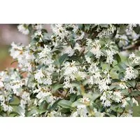 Osmanthus burkwoodii - Duftblüte für Hecken - Immergrüner Strauch mit duftenden weißen Blüten, ideal für pflegeleichte Hecken. Winterhart bis -20 °C, perfekt für kalte Klimazonen und auch für Anfänger geeignet.