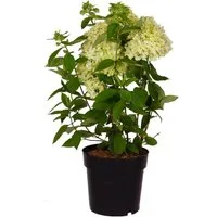 Rispenhortensie Magical Andes - Höhe ca. 50-60cm, Topf ca. 6 l - Rispenhortensie mit robusten, pyramidenförmigen Blütenständen, die von cremigem Weiß zu tiefem Rosa wechseln. Ideal für sonnige und halbschattige Lagen, bringt sie faszinierende Farben in jeden Garten.