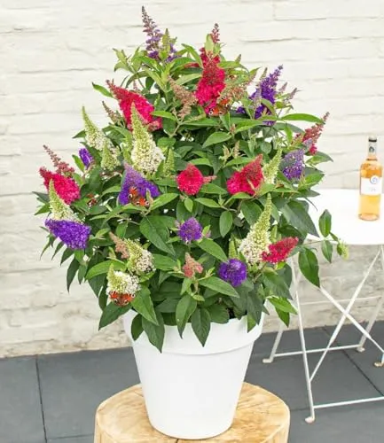 BALDUR Garten Zwerg-Schmetterlingsstrauch 'Butterfly Candy® Trio' - 3 Farben in einem Topf - Blumensamen & -pflanzen, lockt Schmetterlinge mit süßem Blütenduft an, winterhart und pflegeleicht für einen bunten Garten.