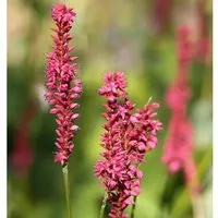 Kerzenknöterich Orange Field - Persicaria amplexicaulis
