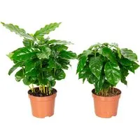 2er-Set Kaffeepflanze - pflegeleichte Coffea Arabica, Höhe ca. 20 cm - Entdecke die Kaffeepflanze für dein Zuhause! Mit glänzenden Blättern bringt sie tropisches Flair in deine Räume. Ideal für Licht und Wärme, sorgt sie für eine angenehme Atmosphäre. Perfekt für Liebhaber von Pflanzen und Kaffee!