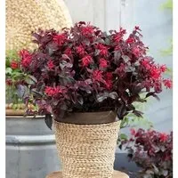 Riemenblüte Daybreaks Flame 40-60cm - Loropetalum chinense - Blumensamen & -pflanzen, beeindruckende Blütenpracht im Frühjahr und ideale Wahl für farbenfrohe Gärten.