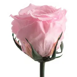 Ewige Rose mit Stiel - Rosemarie Schulz Heidelberg - Künstliche Pflanzen, handgefertigte Infinity Rose, die bis zu 3 Jahre hält – das perfekte Geschenk für jeden Anlass.